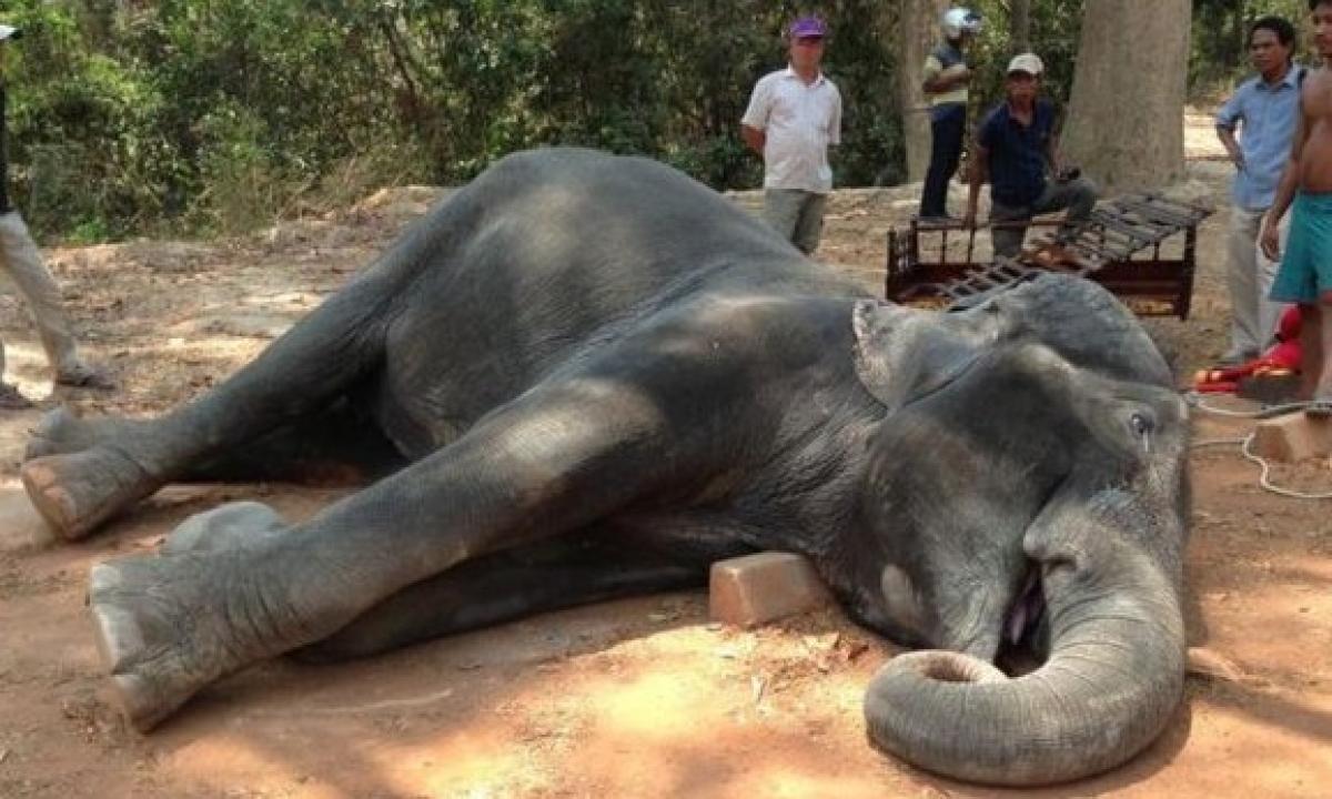 Tourist Elephant Dies Of HeatStroke At Angkor, Cambodia